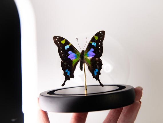 Graphium weiskei