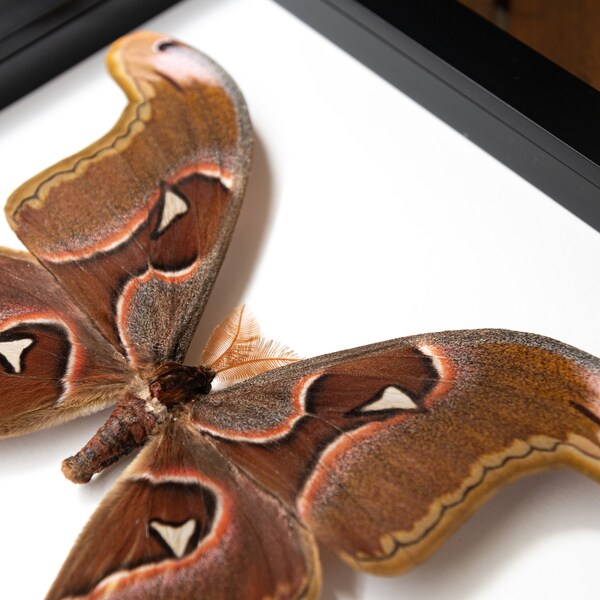 Attacus lorquinii