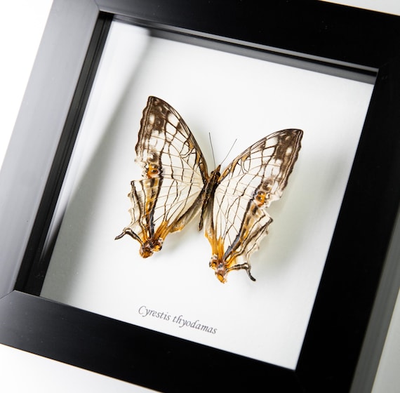 Cyrestis thyodamas