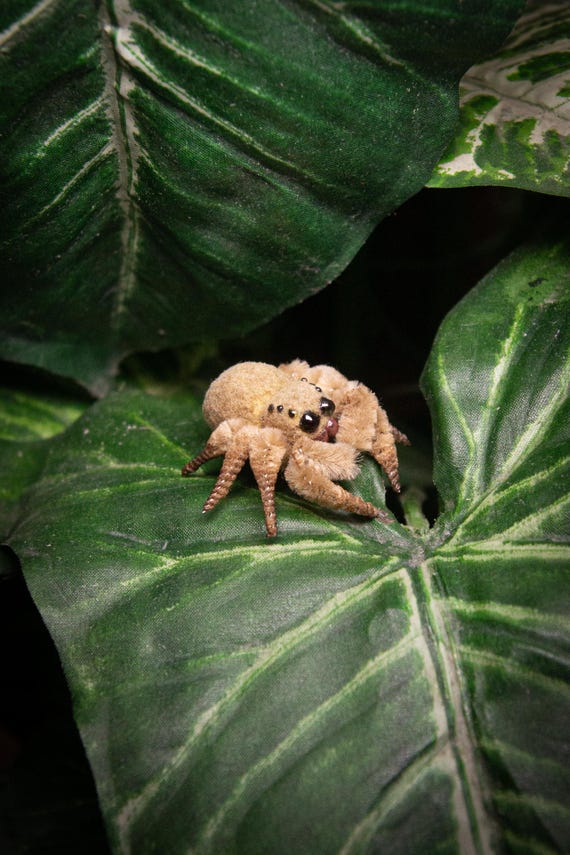 Phidi'pin Phiddipus regius