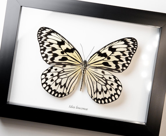 Idea leuconoe