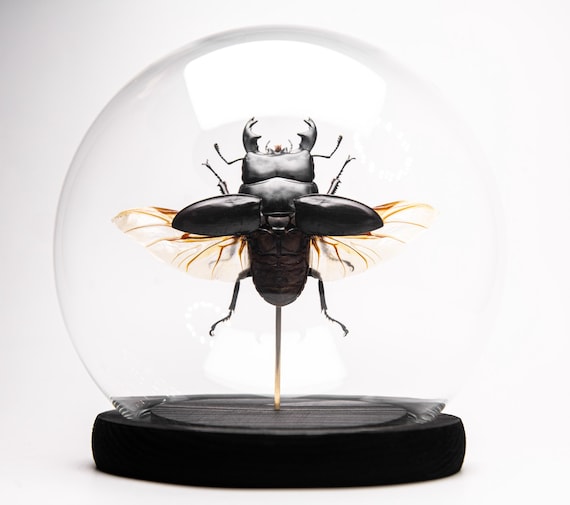 Dorcus alcides