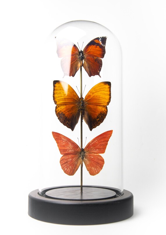 Cloche 3 papillons