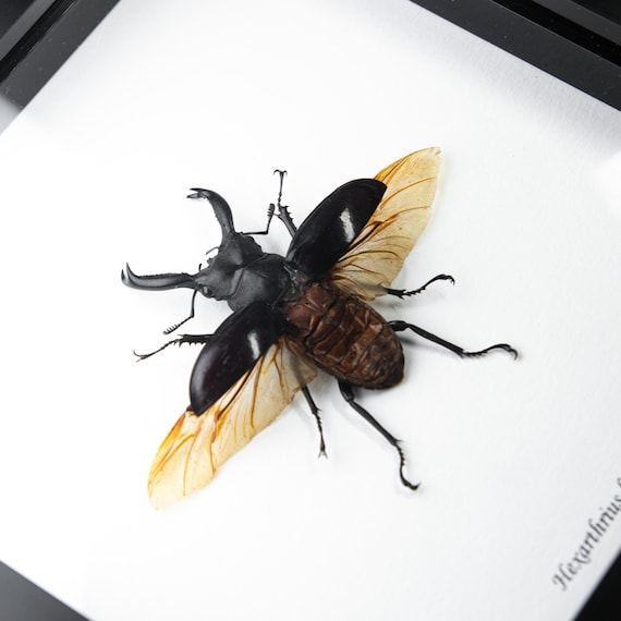 Hexarthrius buqueti