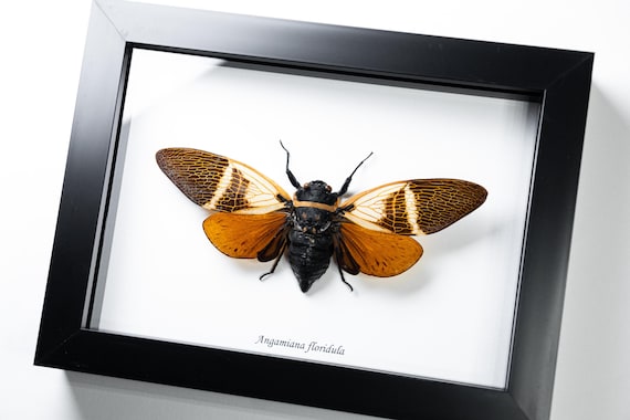 Angamiana floridula