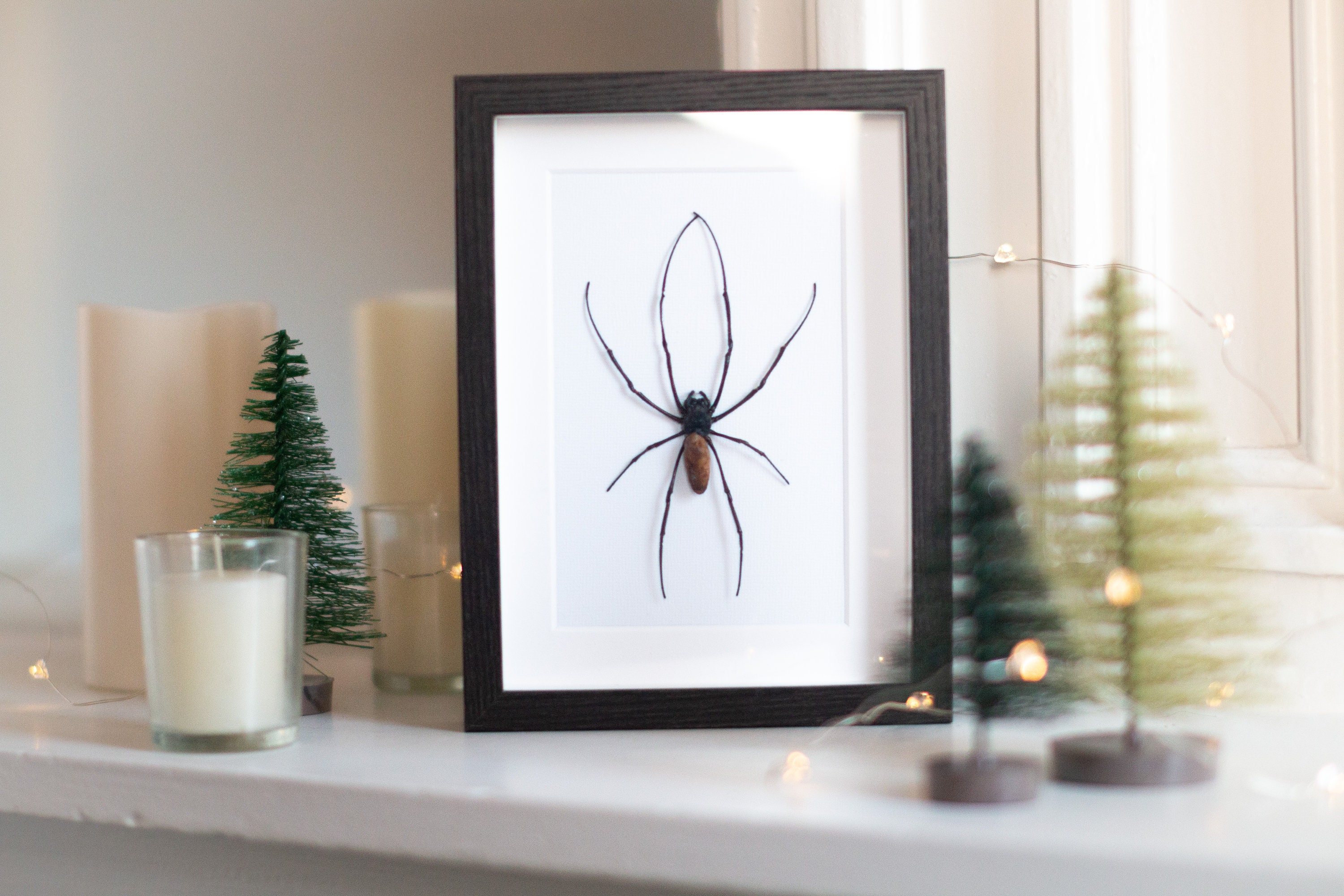 Framed spider, Nephila maculata