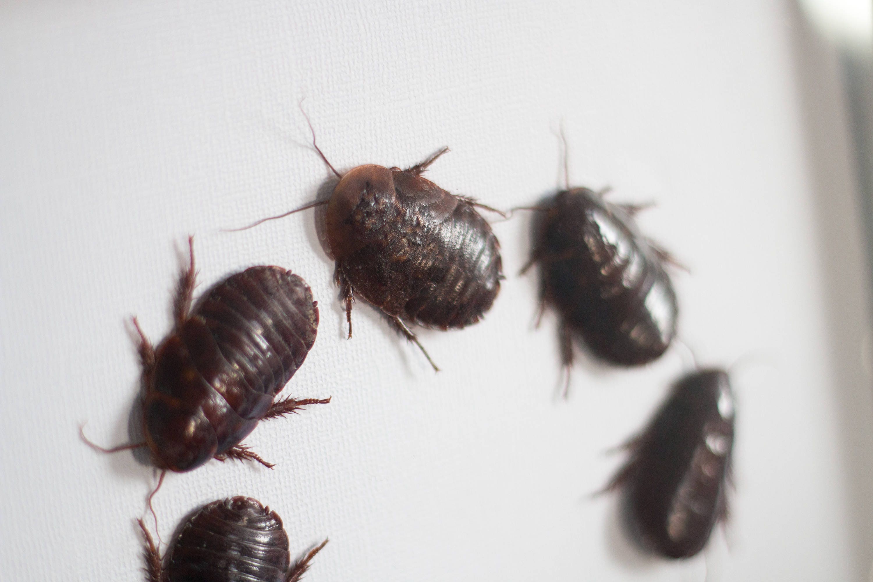 Framed cockroaches, Gromphadorhina portentosa from Madagascar