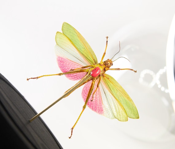 Titanacris picticrus