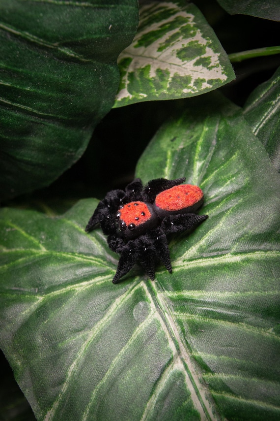 Phidi'pin Phiddipus apacheanus