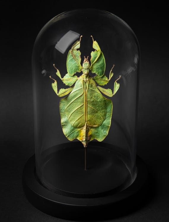 Phyllium bioculatum