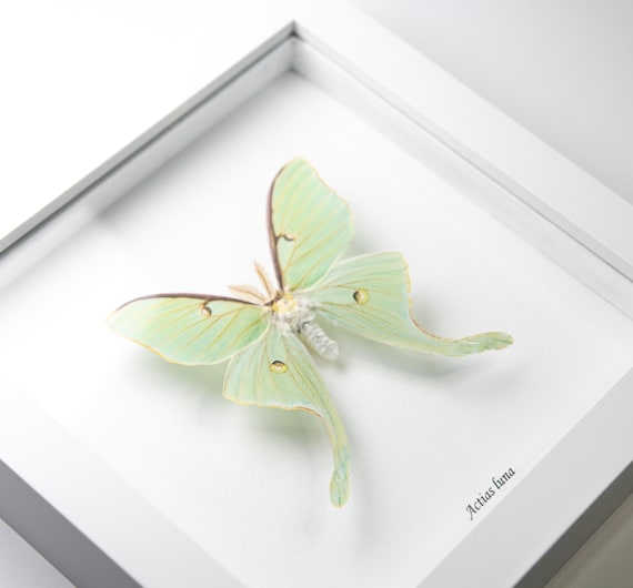 Actias luna