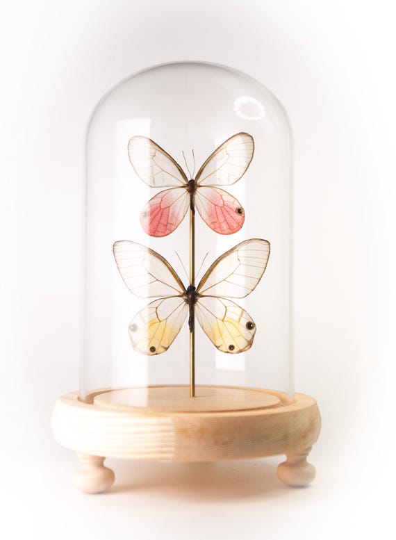 Cithaerias aurorina & Haetera piera