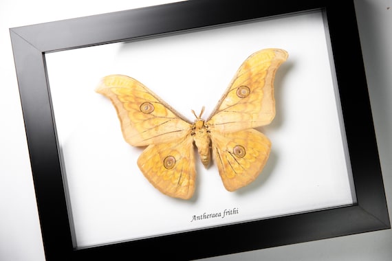 Antheraea frithi