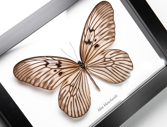 Idea blanchardii