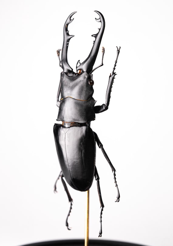 Prosopocoilus girafa