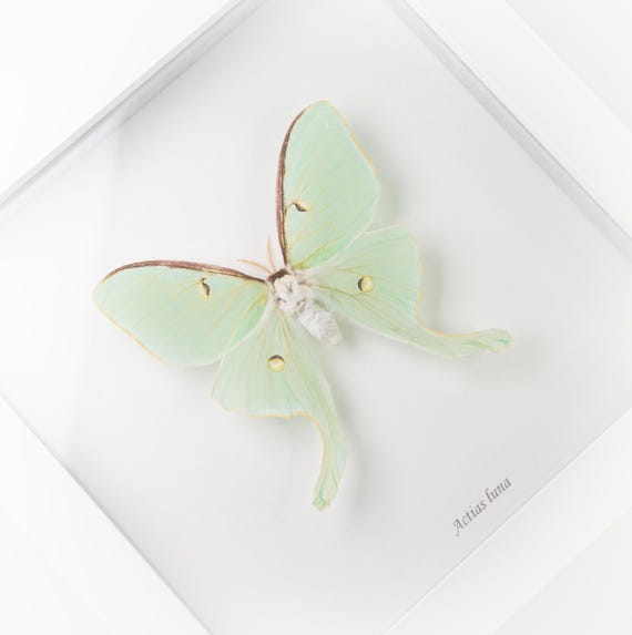 Actias luna