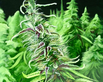 Best website to order weed plant autoflower the UK