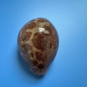 Cypraea Mappa-zeeschelp: edelsteenkaurischelp van 74 mm, Centraal-Vietnam