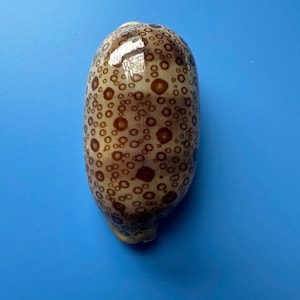 Cypraea Argus-zeeschelp: edelsteenkwaliteit 81 mm honderdogige kauri