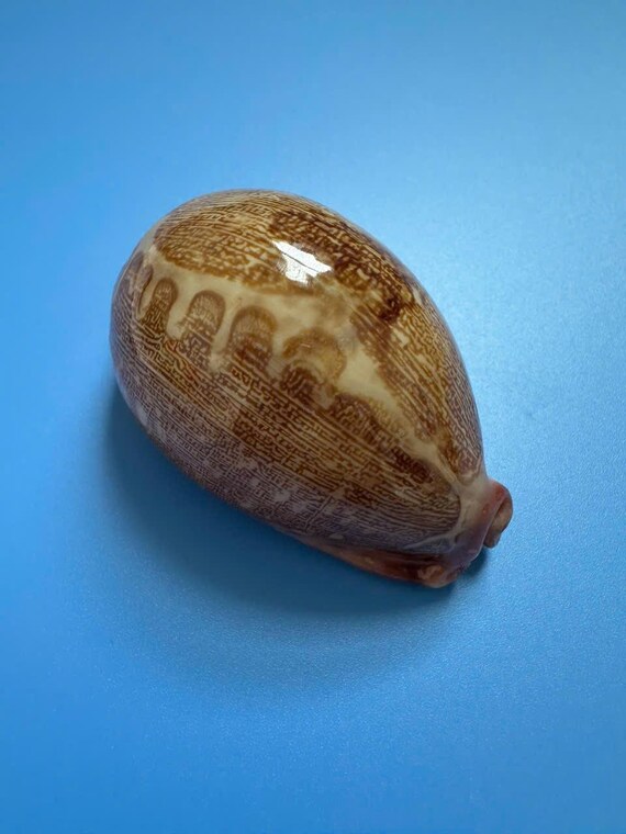 Cypraea Mappa 貝殻：78 mm ピンクベースタカラガイ、ベトナム - Etsy 日本