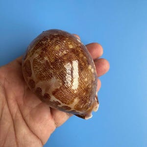 Cypraea Mappa Seashell: 82mm F+++ GEM Nice pattern & Straight line Cowrie Shell, Central Vietnam