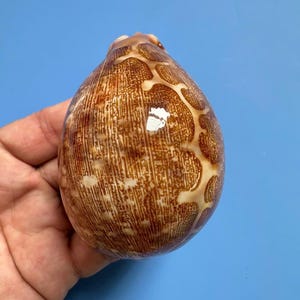 Cypraea Mappa-zeeschelp van 84 mm: kaurischelp uit Centraal-Vietnam