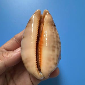 Cypraea Mappa Seashell: 73.9mm F+++ GEM Orange mouth Cowrie Shell, Strange pattern Central Vietnam