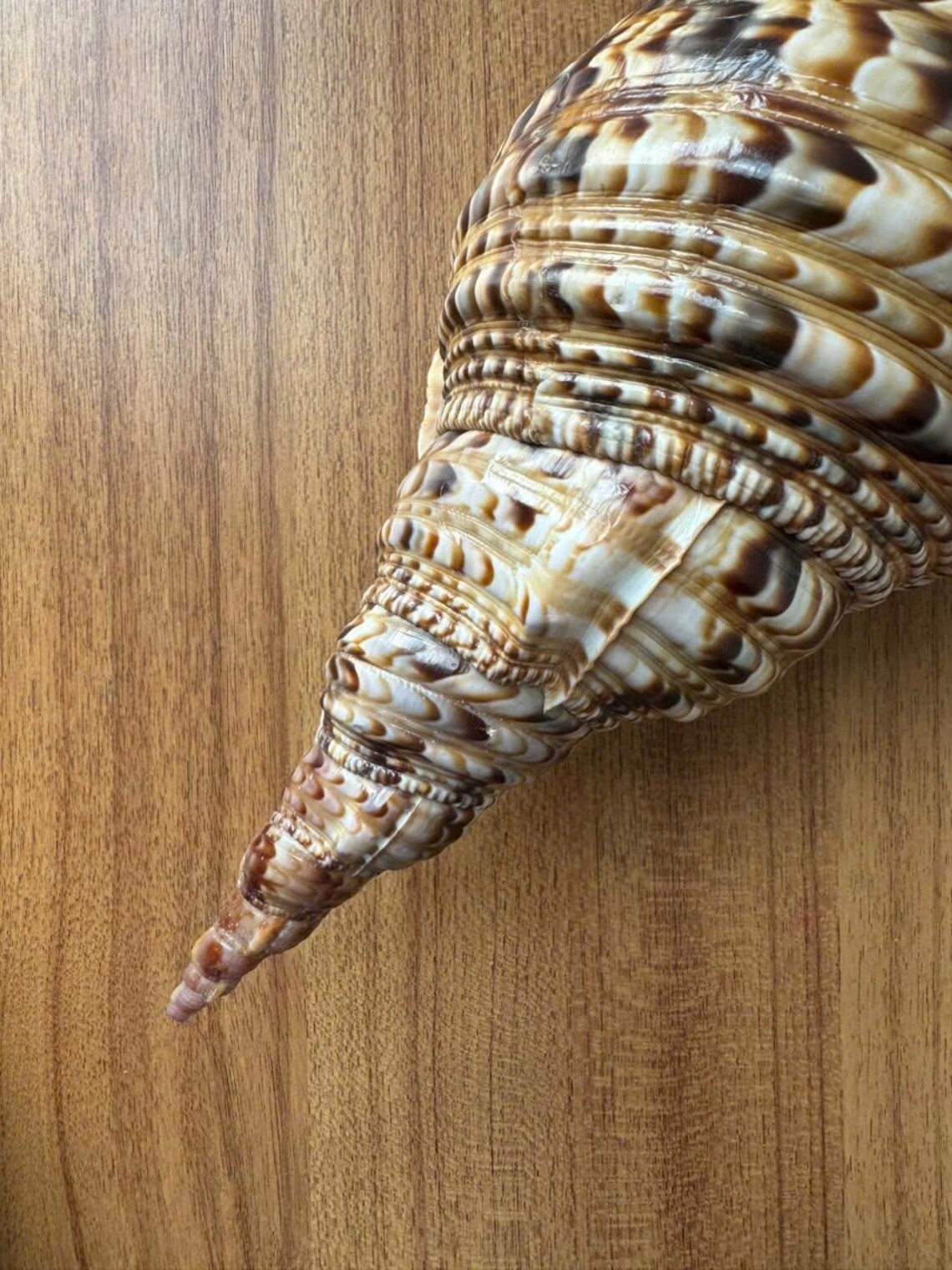 String Instruments With Seashells Triton Trumpet Seashell: Coastal Decor, Shell Collection (12.8