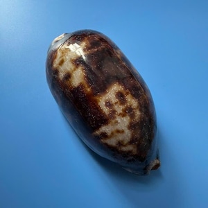 113 mm | Cypraea Testudinaria | F+++ EDELSTENEN | Mooie kleur | Kaurischelp Geweldig patroon !!!!