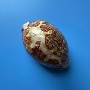 72 mm Cypraea Mappa-zeeschelp: kaurischelp uit Centraal-Vietnam