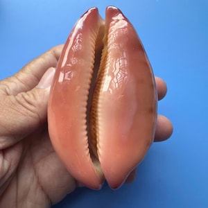 May include: A smooth, glossy cowrie shell with a polished surface in shades of peach and light pink. The shell features a central longitudinal opening with fine, tooth-like ridges along the inner edges, displaying a natural, symmetrical oval shape.