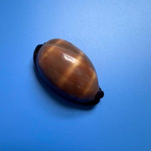 65 mm | Cypraea Talpa |F+++ GEMS | Klassieke kaurischelp!