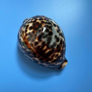 93mm | Cypraea Tigris| F+++ GEM| Bulish & Brown Nice colour | Beautiful shell  | Aesthetic | Cowrie Shell Great Pattern !!!!