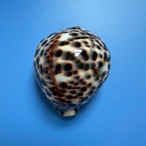 Cypraea Tigris-zeeschelp: 87 mm gevlekte kaurischelp, kustdecor