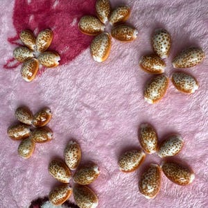 Cypraea Helvola-schelpen: kustdecor, benodigdheden voor het maken van sieraden (25 stuks)