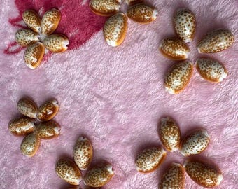 Cypraea Ocellata ~ タカラガイ（約25 mm/1インチ）~ 標本収集用貝殻