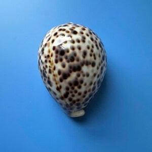 92 mm | Cypraea Tigris Pardalis | WIT | F+++ | Cypraeidae | Esthetisch | Kaurischelp Geweldig patroon !!!!