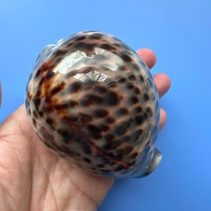 May include: A polished tiger cowrie seashell with a smooth, glossy surface featuring a distinct pattern of dark brown and black spots over a cream-colored base. The shell has an oval, rounded shape with a visible longitudinal slit along the underside.