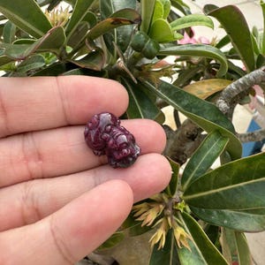 May include: A small, carved, dark red gemstone figurine, possibly a mythical creature, held in a hand. The gemstone has a glossy finish and intricate details. The background features green leaves and pink flowers.