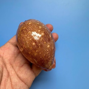 Cypraea Mappa Seashell: BIG size 86mm F+++ GEM Cowrie Shell, Strange pattern Central Vietnam