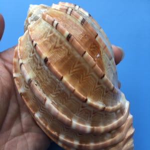 Könnte beinhalten: Eine große, spiralförmige Muschel mit markanten, erhabenen Rippen und einer Farbpalette in Hellbraun und Braun. Die Oberfläche zeigt ein sich wiederholendes Zickzackmuster zwischen den Rippen, wobei dunkelbraune vertikale Streifen die Struktur betonen.