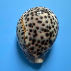 Cypraea Tigris kauri-schaal van 96 mm: zeldzaam patroon, kustdecor