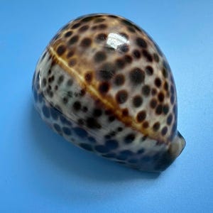 Cypraea Tigris-zeeschelp: edelsteenkaurischelp van 97 mm, kustdecor