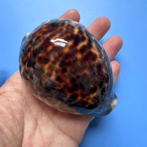 Puede incluir: Una concha de cauri tigre lisa y brillante con un patrón distintivo de manchas de color marrón oscuro y negro sobre una base de color crema. La concha tiene una forma ovalada y redondeada con una superficie pulida y reflectante.