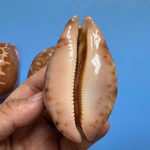 Cypraea Mappa-schelpset: klassieke kaurischelpen, kustdecor (70-74 mm)