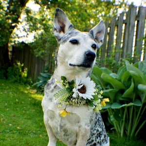 Hund Krone, Hund Kranz, Hund Blumenkrone, Blume Hundehalsband, Blumenkrone Welpen, Welpen Blume Kragen, Blumenkrone