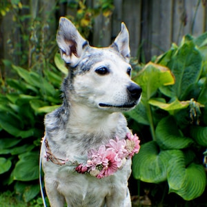 Wedding dog crown, dog wreath, dog flower crown, dog flower collar, puppy flower crown, puppy flower collar, flower crown