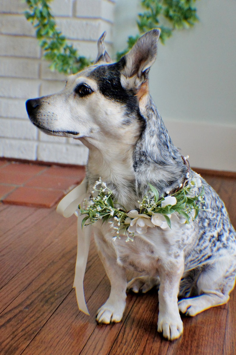 Wedding dog crown, dog wreath, dog flower crown, dog flower collar, puppy flower crown, puppy flower collar, flower crown image 4