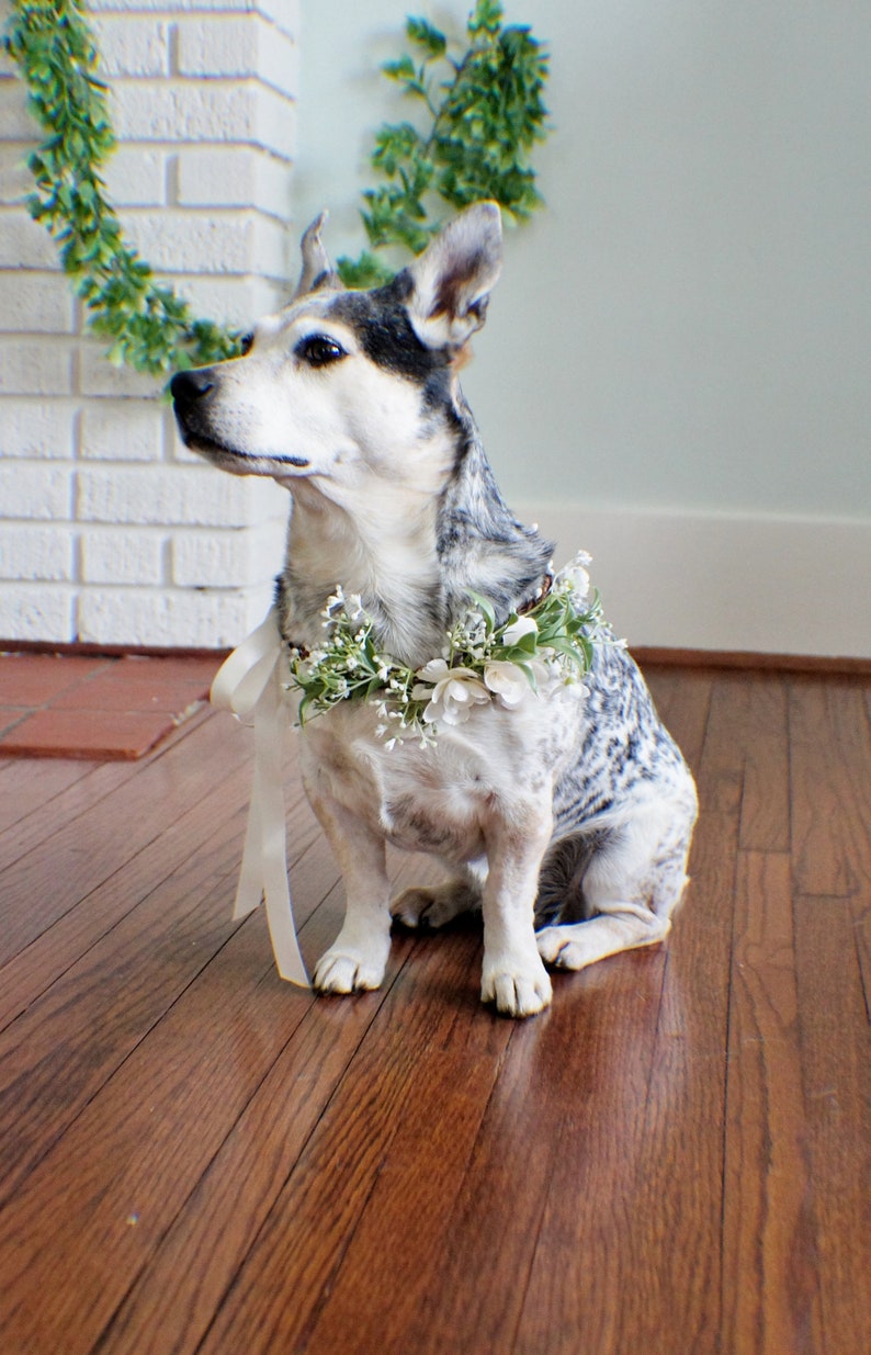 Wedding dog crown, dog wreath, dog flower crown, dog flower collar, puppy flower crown, puppy flower collar, flower crown image 5