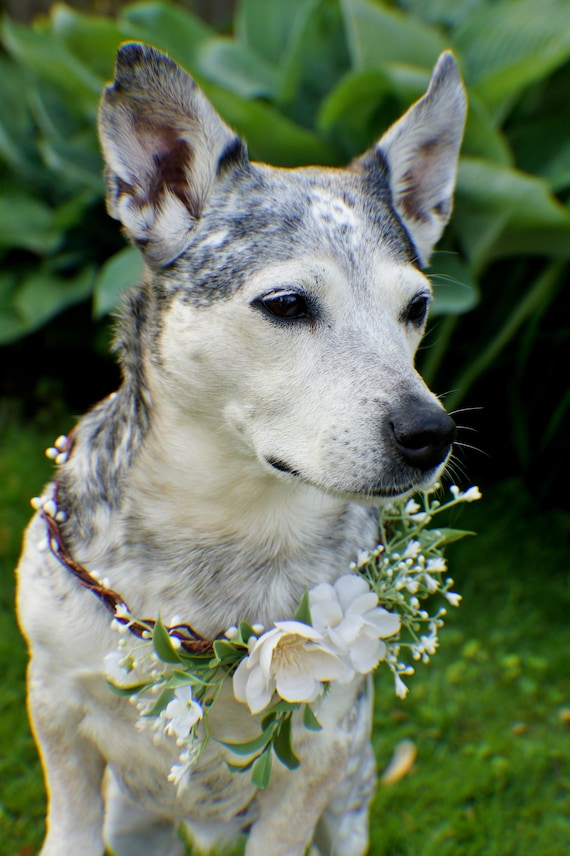 Dog wreath collar hot sale
